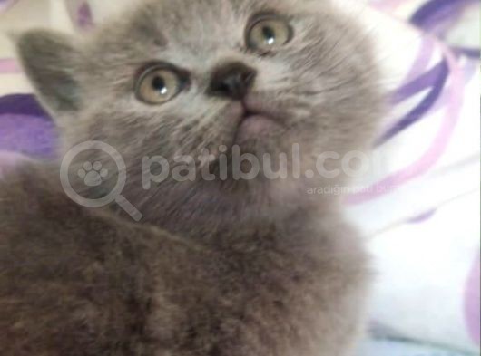 Bri̇ti̇sh Shorthai̇r A Kali̇te Erkek Yavrumuz