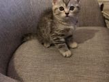 45 Günlük Rezerve British Shorthair