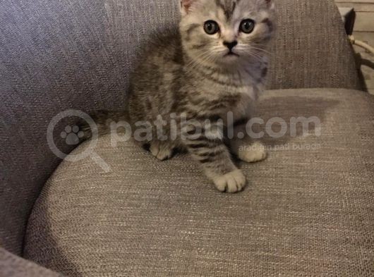 45 Günlük Rezerve British Shorthair görsel