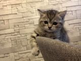 45 Günlük Rezerve British Shorthair