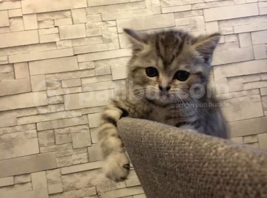 45 Günlük Rezerve British Shorthair görsel