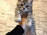 45 Günlük Rezerve British Shorthair