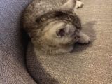 45 Günlük Rezerve British Shorthair