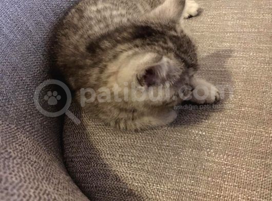 45 Günlük Rezerve British Shorthair görsel