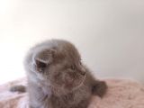 Scottish Fold Kardeşler Yeni Evlerini Arıyor