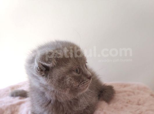 Scottish Fold Kardeşler Yeni Evlerini Arıyor görsel