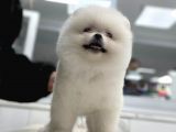 Şov Kalite Pomeranian Boo