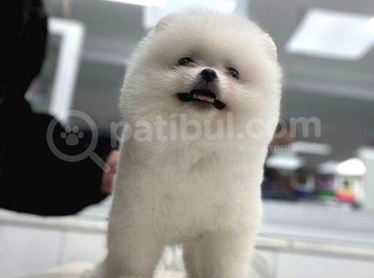 Şov Kalite Pomeranian Boo
