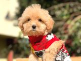 2 Aylık Erkek Ve Dişi Maltipoo Yavrularımız