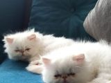 İran Persian Mavi̇ Göz Şampanya Kürk Son Derece Sağlıklı