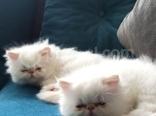 İran Persian Mavi̇ Göz Şampanya Kürk Son Derece Sağlıklı