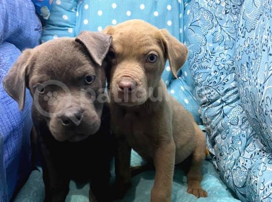 Cane Corso görsel