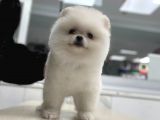 Şov Kalite Pomeranian Boo