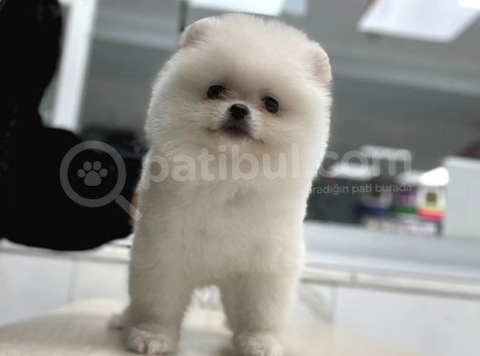 Şov Kalite Pomeranian Boo görsel