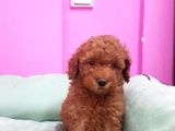 Toy Poodle Erkek Yavrumuz