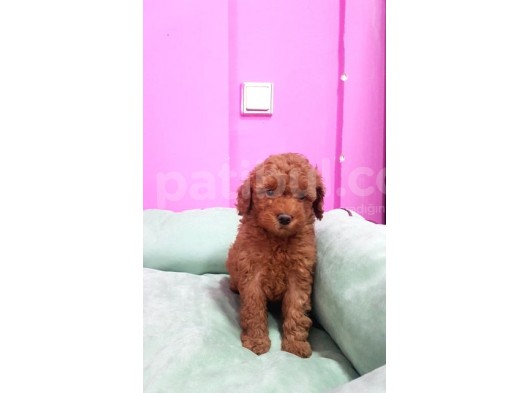 Toy Poodle Erkek Yavrumuz görsel