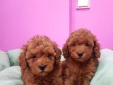 Toy Poodle Erkek Yavrumuz