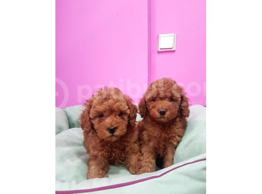 Toy Poodle Erkek Yavrumuz görsel