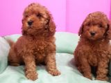 Toy Poodle Erkek Yavrumuz
