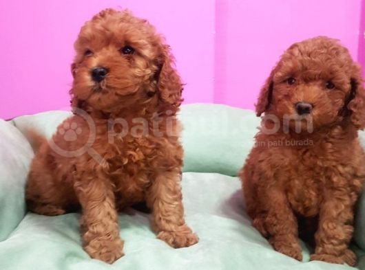 Toy Poodle Erkek Yavrumuz