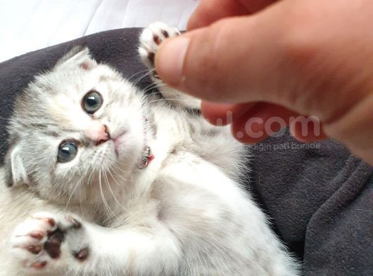 Kedi Sahiplendirme Scottish Fold görsel