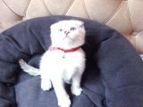 Kedi Sahiplendirme Scottish Fold