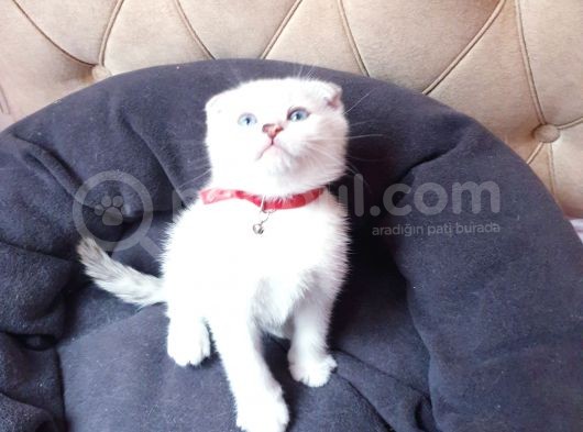 Kedi Sahiplendirme Scottish Fold görsel
