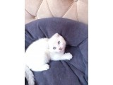 Kedi Sahiplendirme Scottish Fold