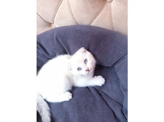 Kedi Sahiplendirme Scottish Fold