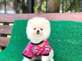 Tatlı Pomeranian Boo