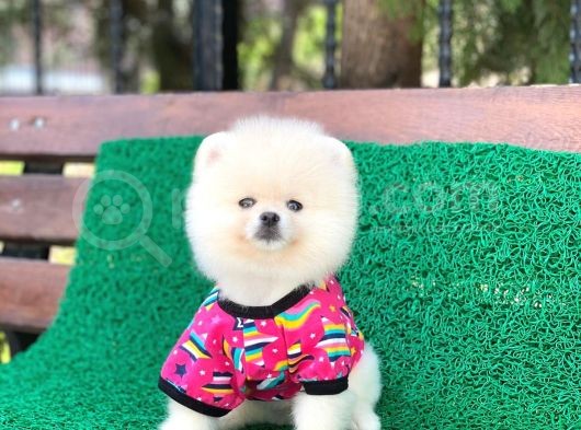 Tatlı Pomeranian Boo görsel