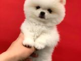 Şov Kalite Pomeranian Boo