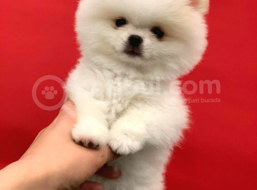 Şov Kalite Pomeranian Boo görsel