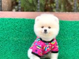Tatlı Pomeranian Boo
