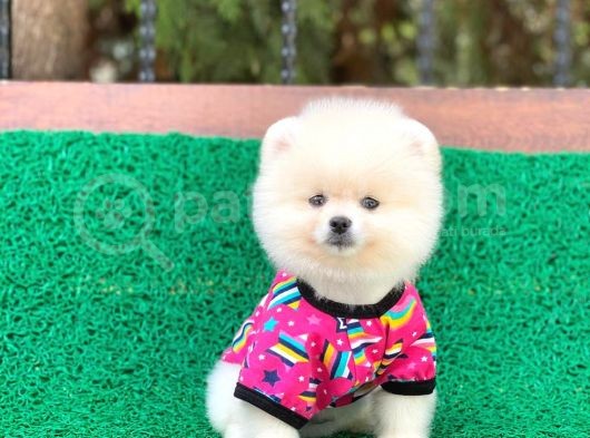 Tatlı Pomeranian Boo görsel