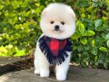 Tatlı Pomeranian Boo Yavruları