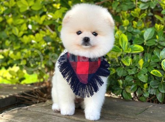 Tatlı Pomeranian Boo Yavruları görsel