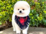 Tatlı Pomeranian Boo Yavruları