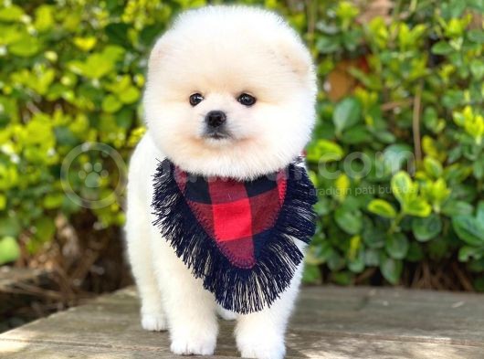 Tatlı Pomeranian Boo Yavruları görsel