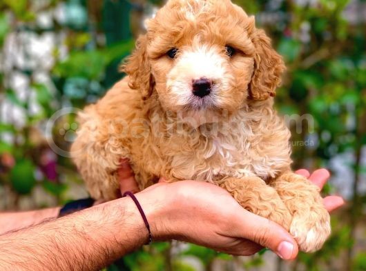 2 Aylık Erkek Ve Dişi Maltipoo Yavrularımız