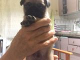 Pug Mops