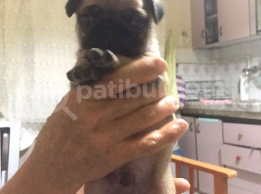 Pug Mops görsel