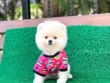 Tatlı Pomeranian Boo