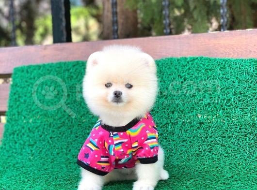 Tatlı Pomeranian Boo görsel