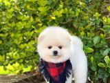 Tatlı Pomeranian Boo Yavruları