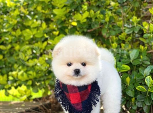 Tatlı Pomeranian Boo Yavruları