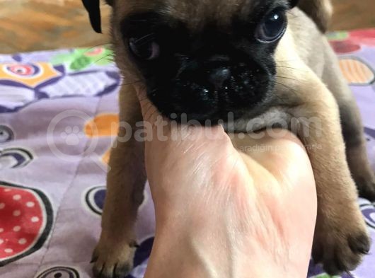 Pug Mops görsel