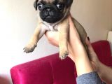 Pug Mops