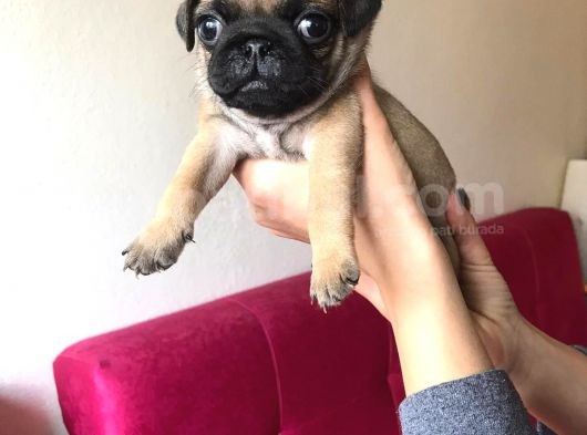 Pug Mops görsel