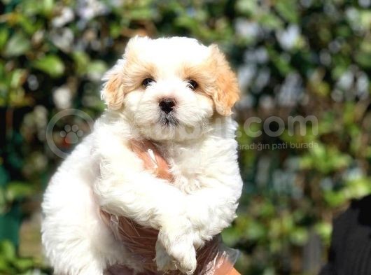 2 Aylık Erkek Ve Dişi Maltipoo Yavrular görsel